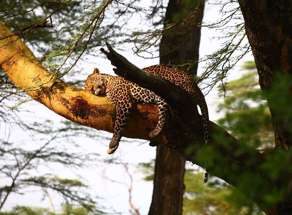 Sarova Lion Hill Game Lodge Nakuru Amenities photo
